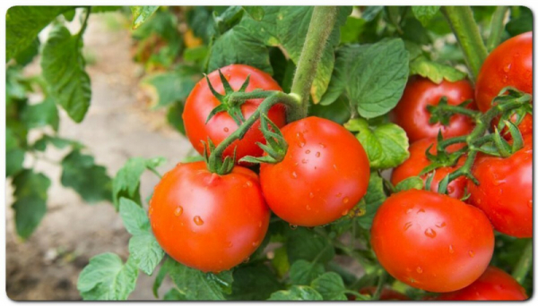 Чем и как подкормить томаты